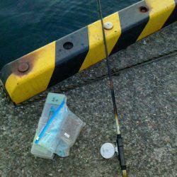 大きく育っていました~